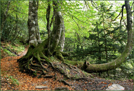 Forêt du Caurel