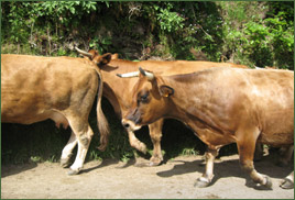 Vaches à Paderne