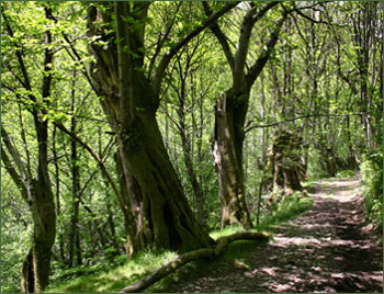 Paderne del Caurel, sierra de Lugo