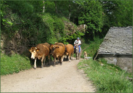 Vaches à Paderne