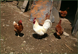 Gallinas en el pueblo